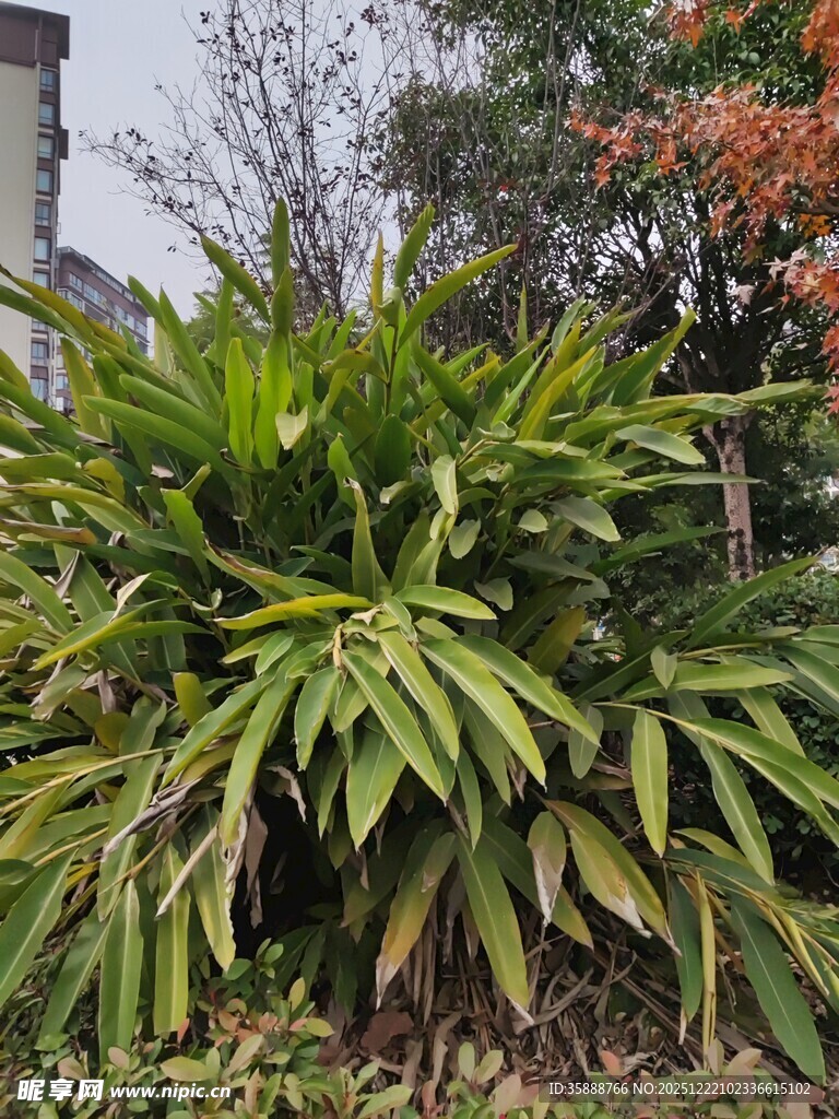 翠绿繁茂的户外绿植景观