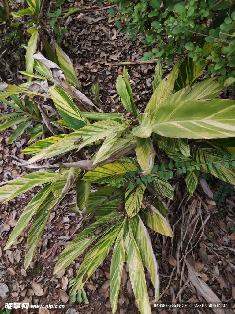 黄绿相间叶片的植物