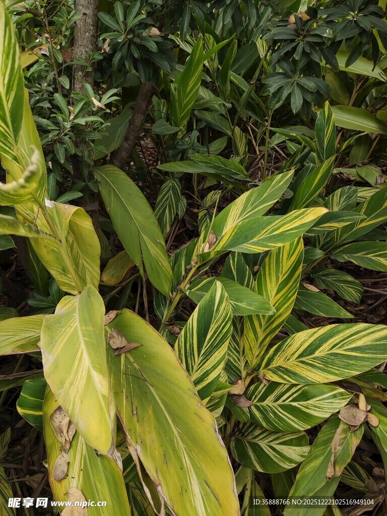 黄绿相间的斑斓植物叶片