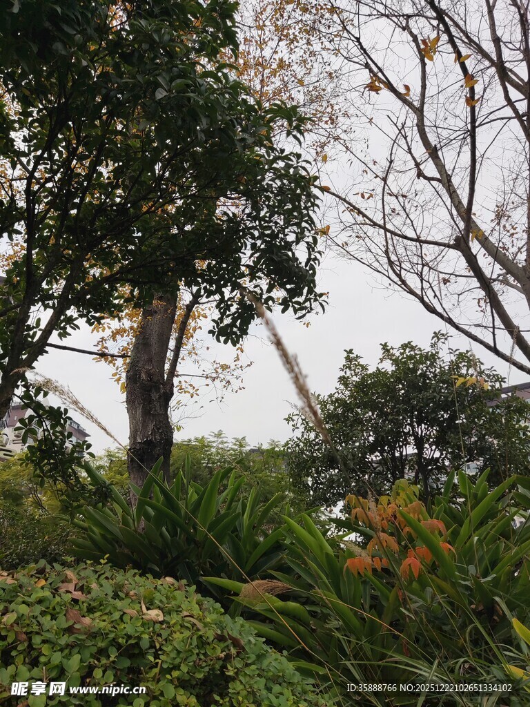 户外绿植与树木景观