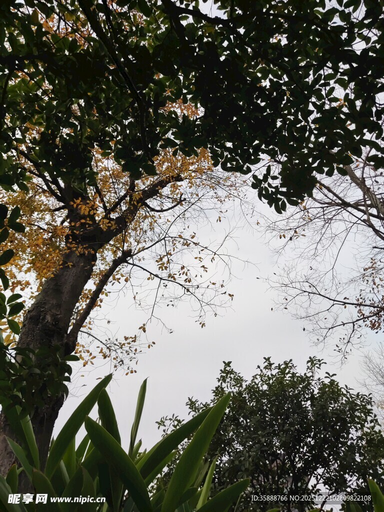 繁茂树木与朦胧天空