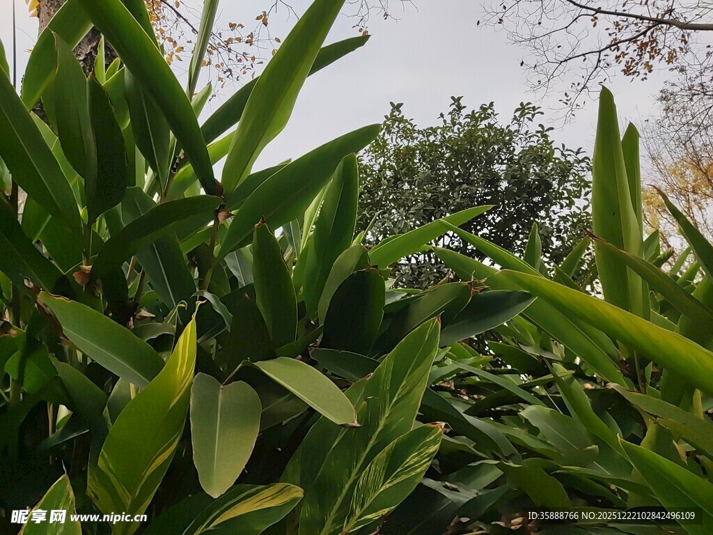 翠绿繁茂的热带植物景观