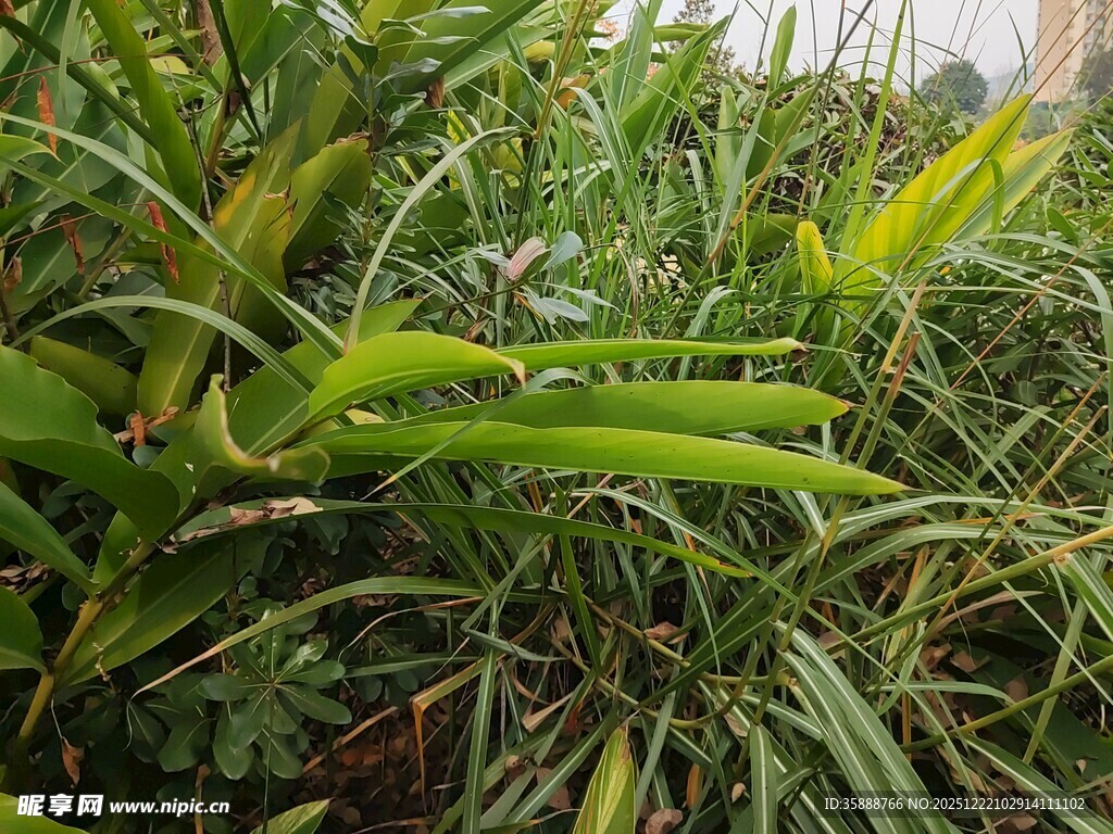 翠绿繁茂的植物景观