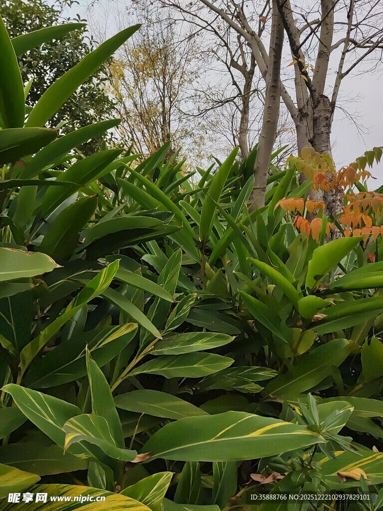 绿意盎然的植物景观