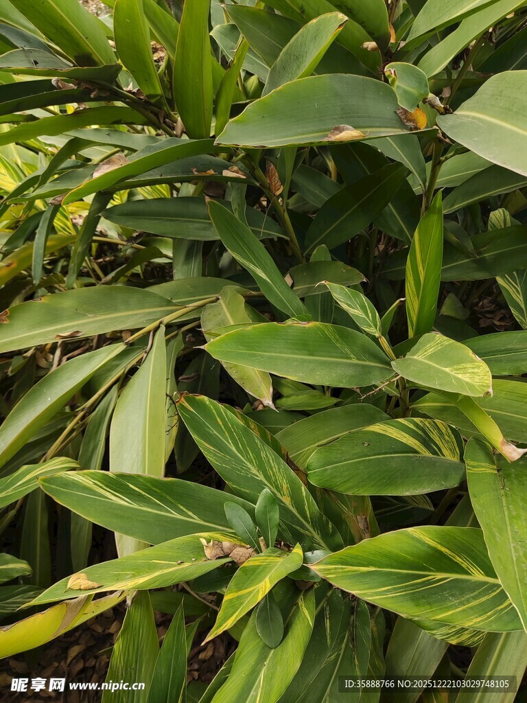 翠绿斑斓的叶片植物