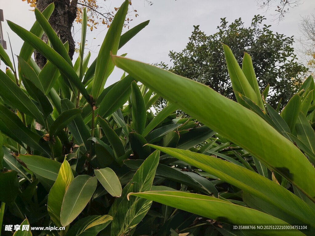 翠绿植物叶片特写