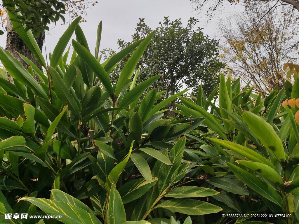 翠绿繁茂的热带植物景观