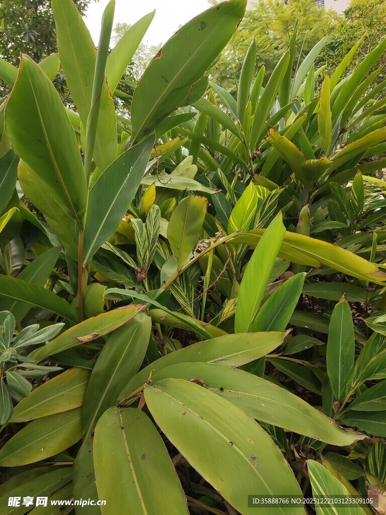 翠绿繁茂的热带植物景观