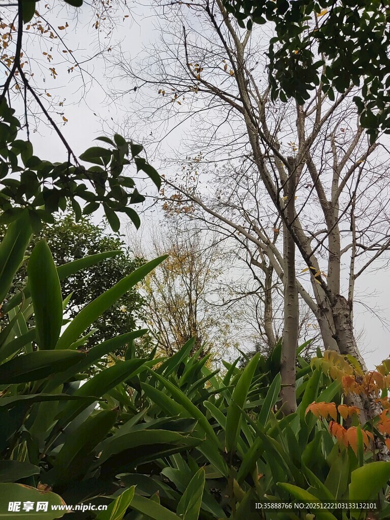 林间繁茂绿植与光秃树木