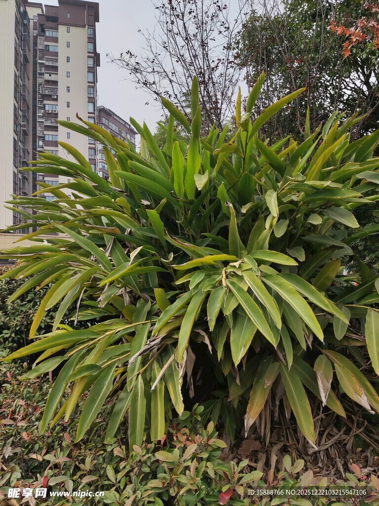 翠绿繁茂的户外绿植景观