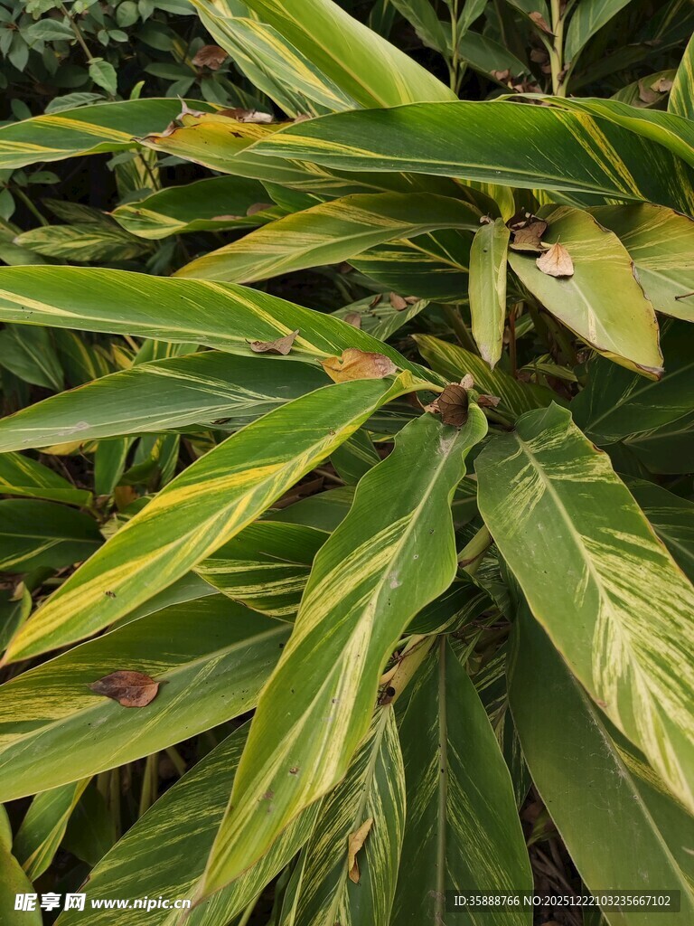 黄绿相间的斑斓叶片植物