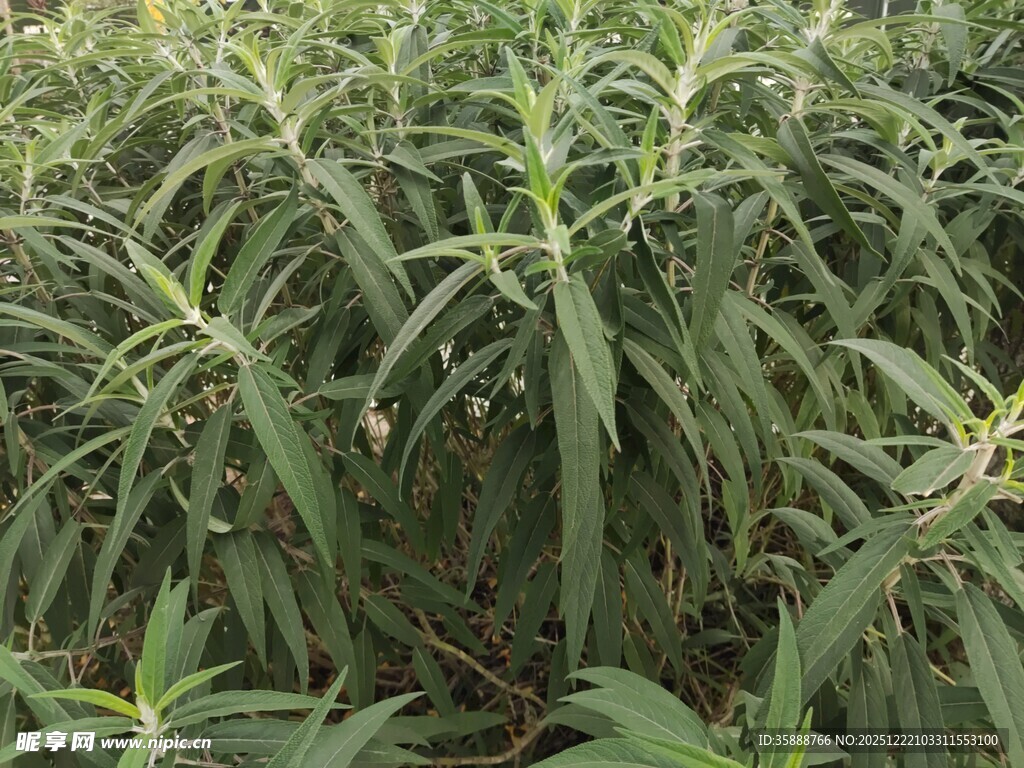 绿叶繁茂的植物景观