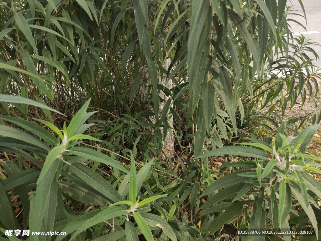 翠绿繁茂的植物景观