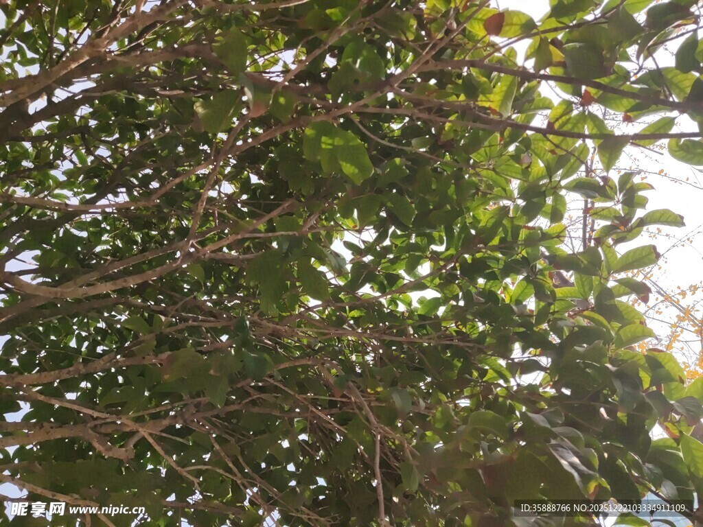 仰视茂密枝叶