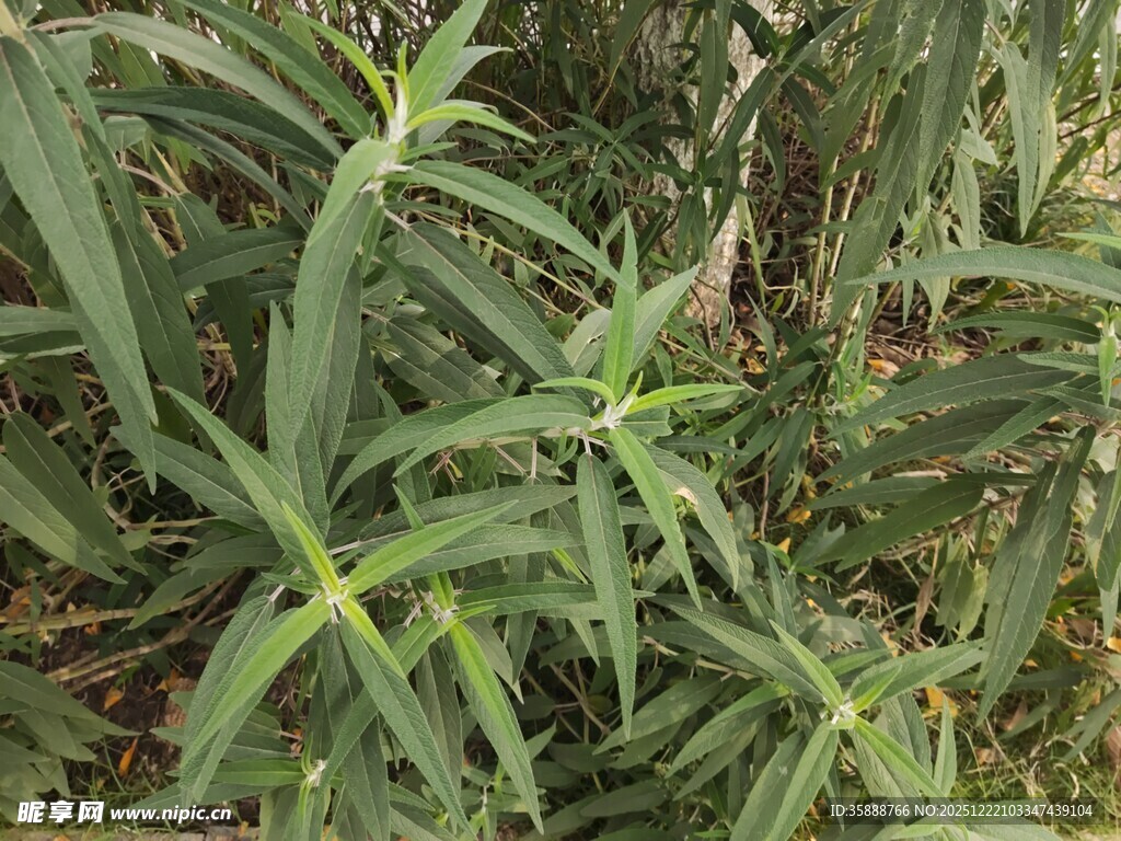翠绿芦荟植物特写