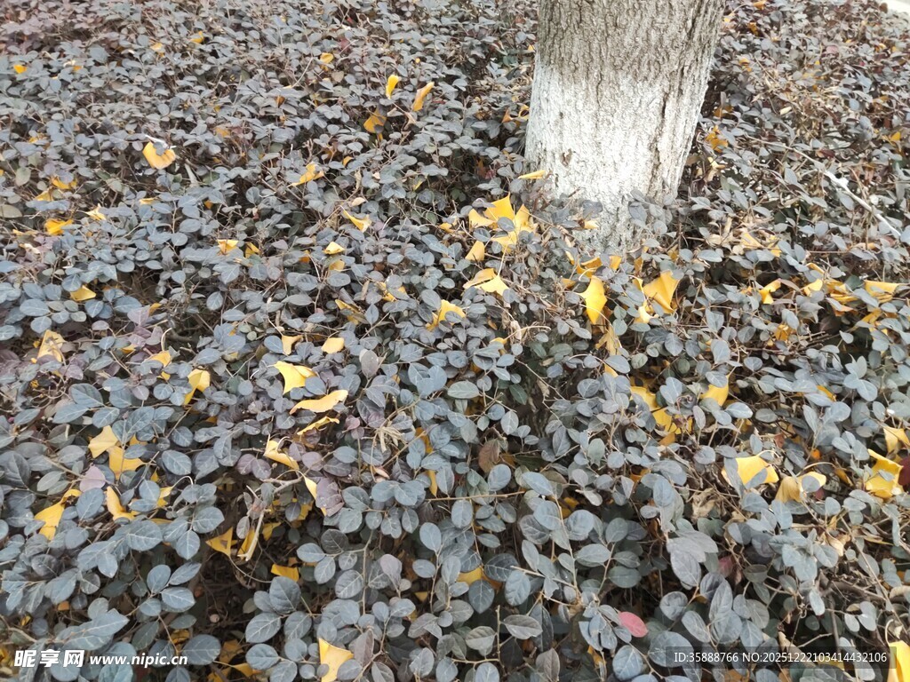 树下落叶铺就斑斓地面
