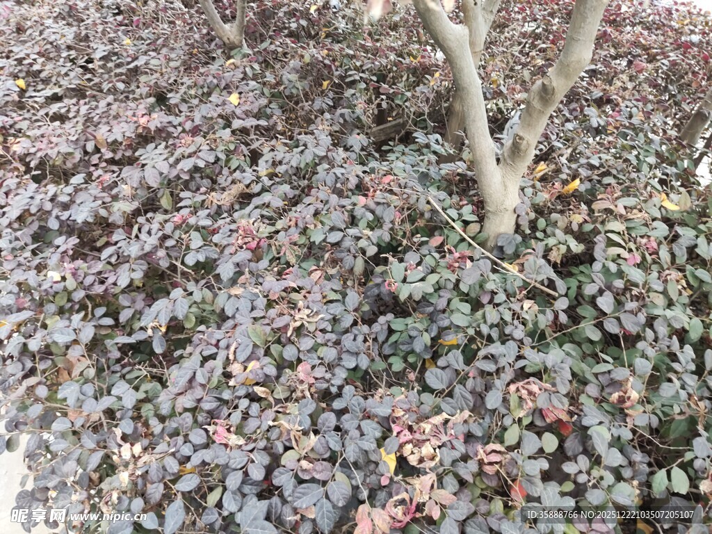 树下多彩植物景观