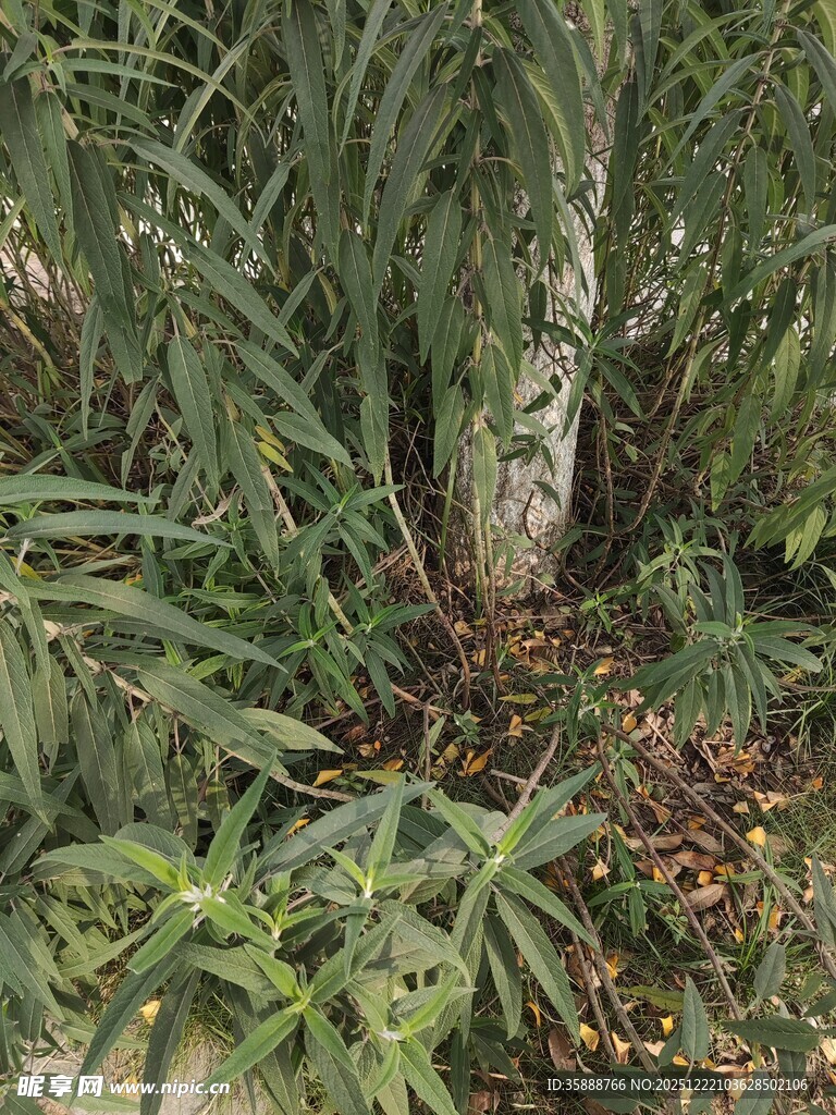 茂密丛林中的植物景观