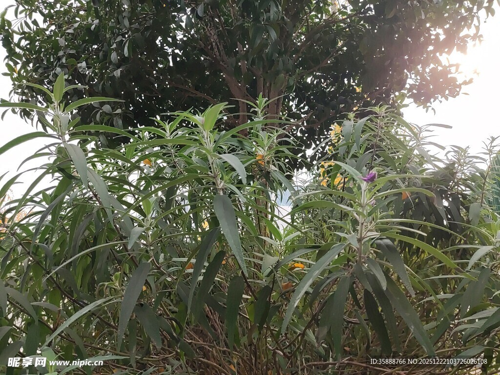 阳光下的繁茂绿植