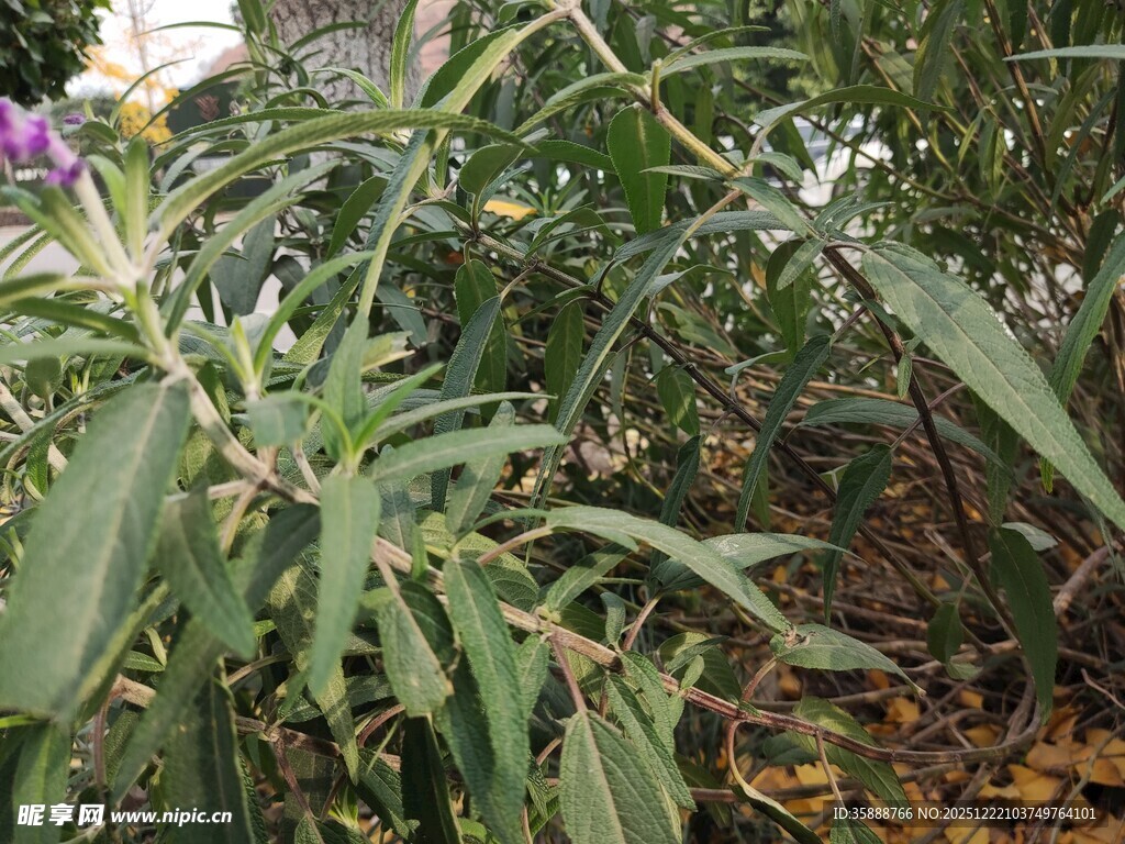 绿叶间的紫色小花