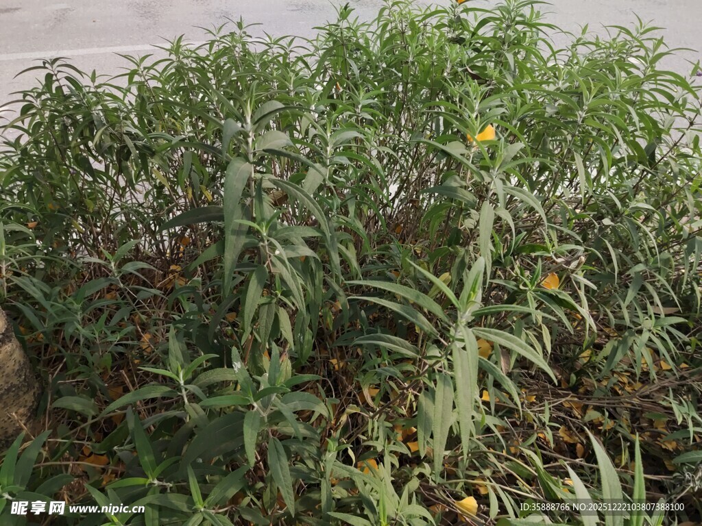 野外丛生的绿色植物