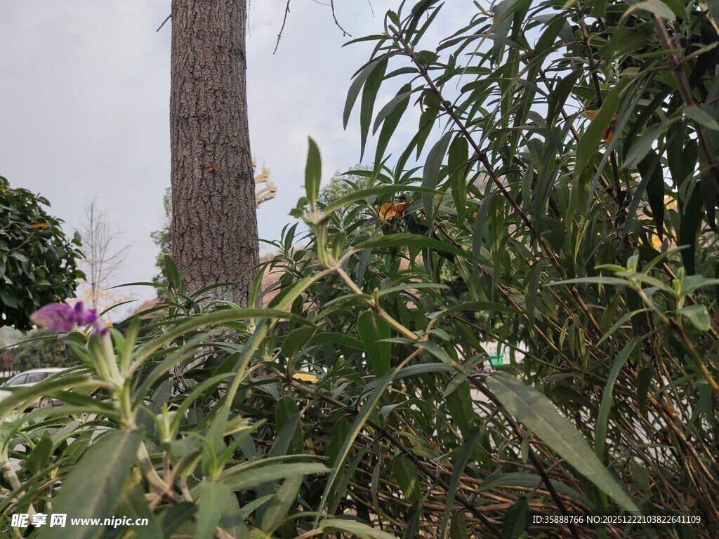 繁茂绿植中的紫色花朵