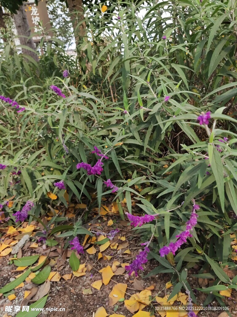 紫色花卉与落叶的自然景致