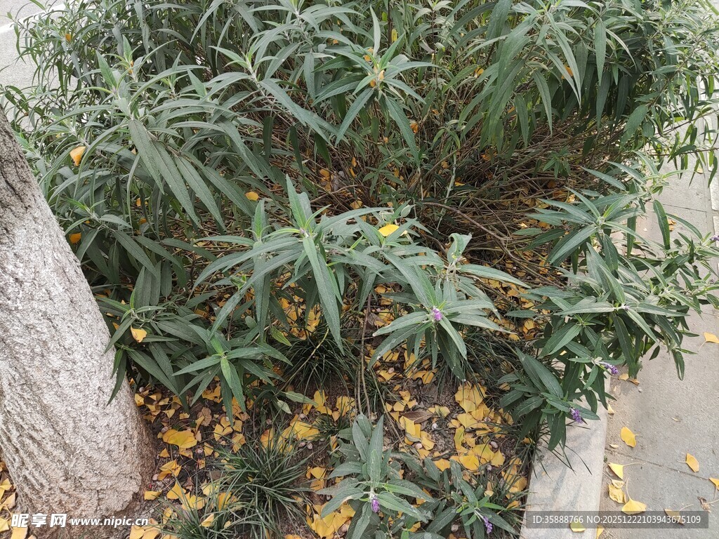 翠绿竹子与散落黄叶