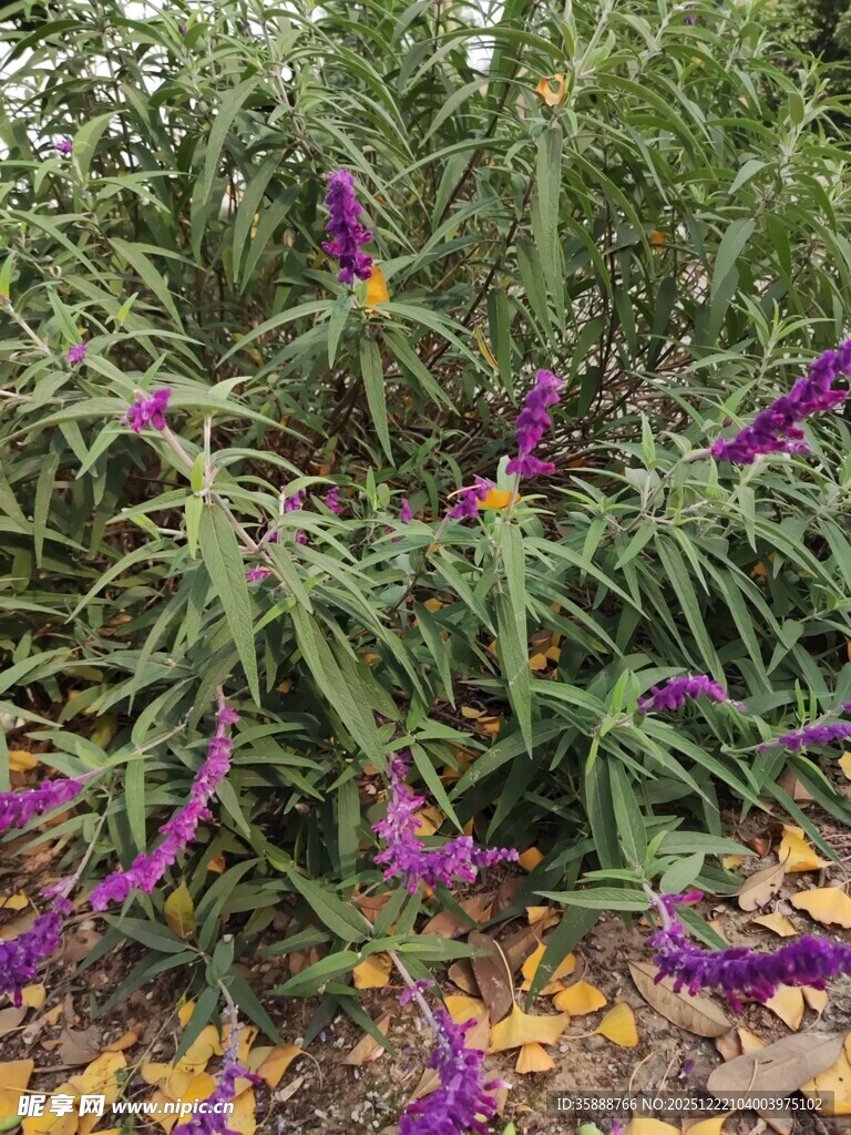 紫色花卉植物特写