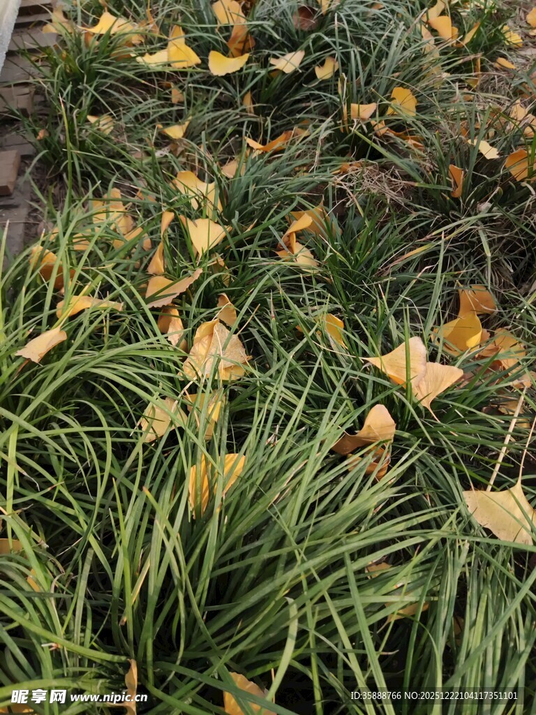草丛中的银杏落叶