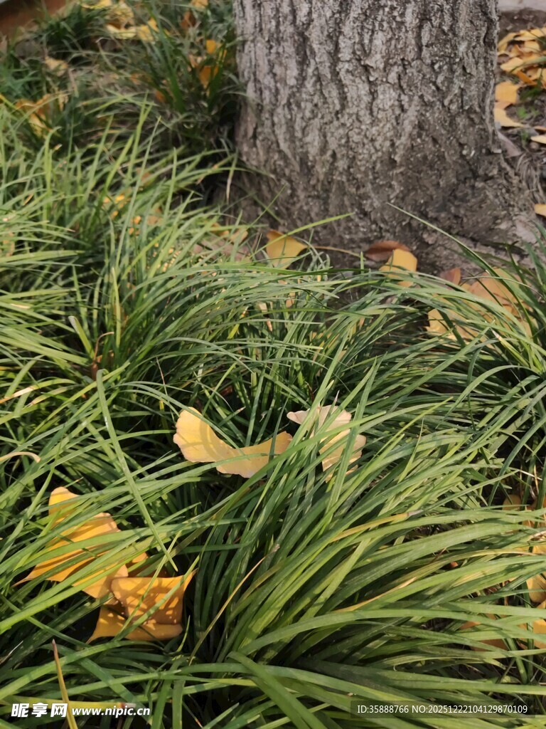 树下葱郁草丛与落叶