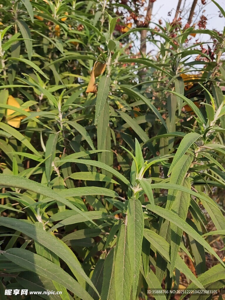 翠绿繁茂的植物景观