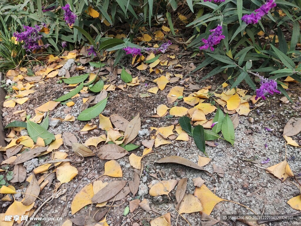 落叶铺地花草相伴