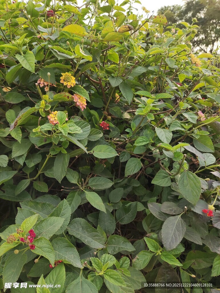 绿叶间的红色果实