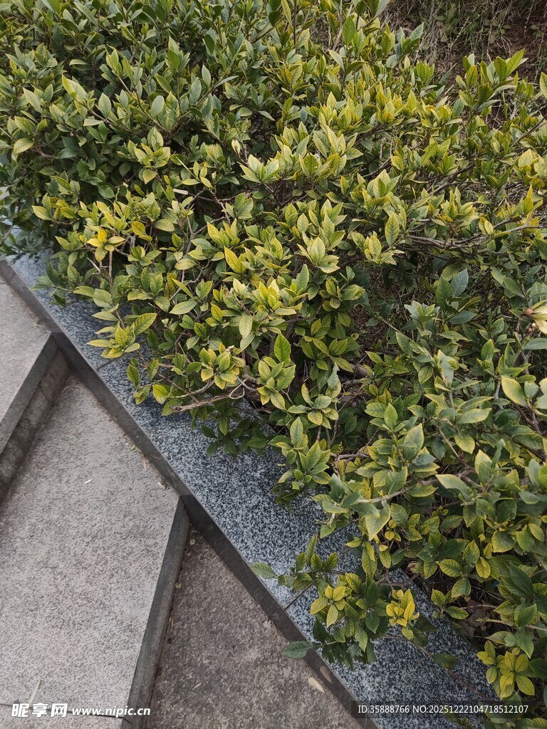 路边翠绿灌木丛景观