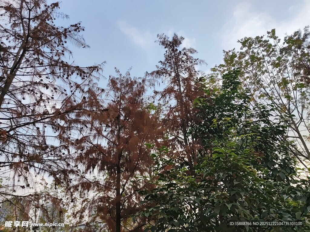 秋日多彩树木景观