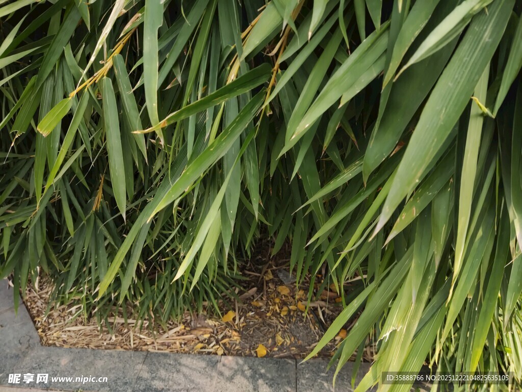 翠绿修长的植物叶片