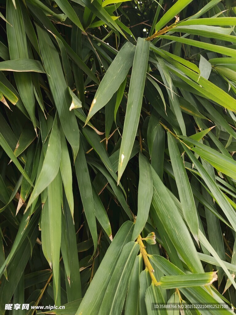翠绿竹叶近景特写