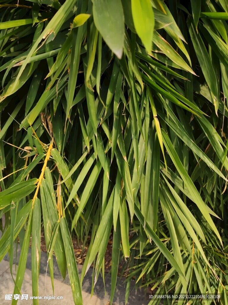 翠绿竹叶特写