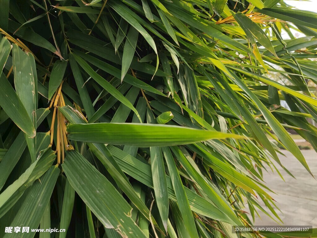 翠绿竹叶特写