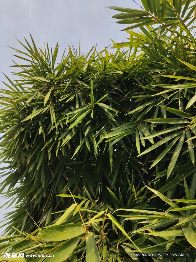 翠绿竹林尽显自然生机