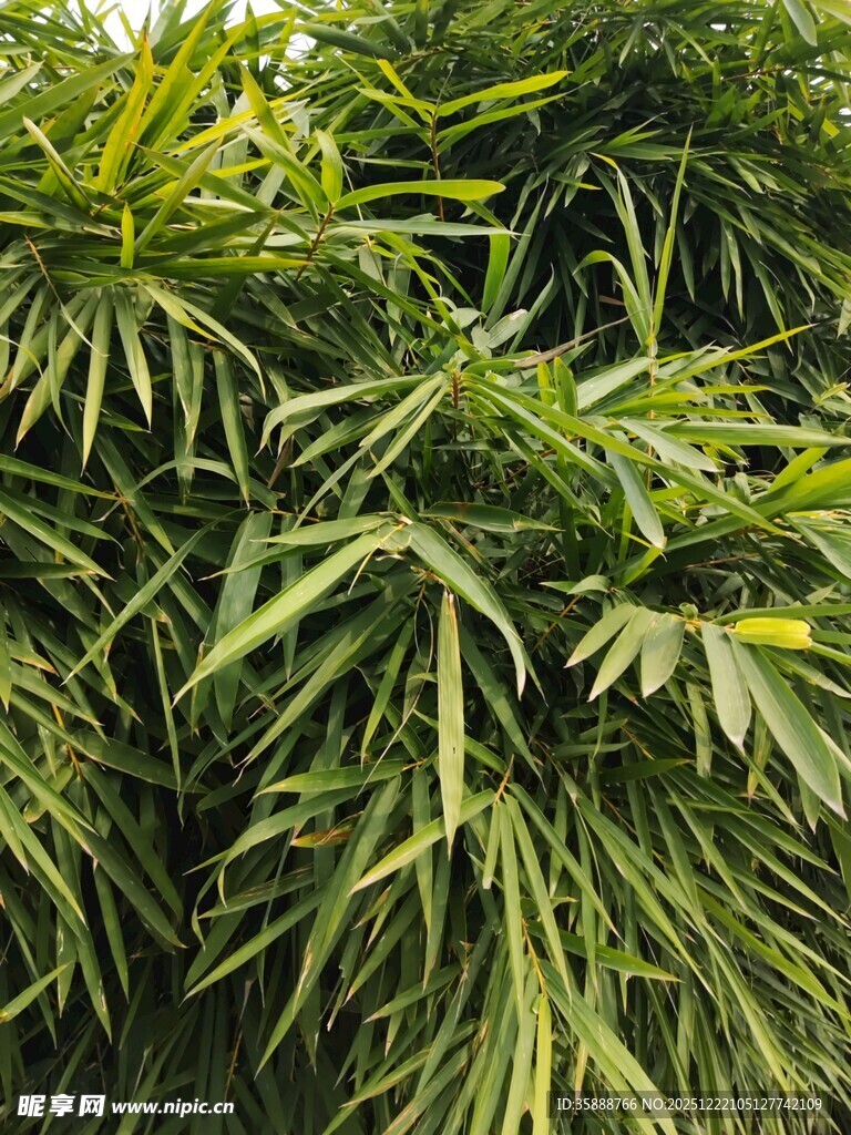 翠绿竹叶植物特写