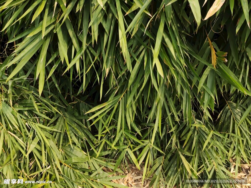 翠绿繁茂的植物叶片