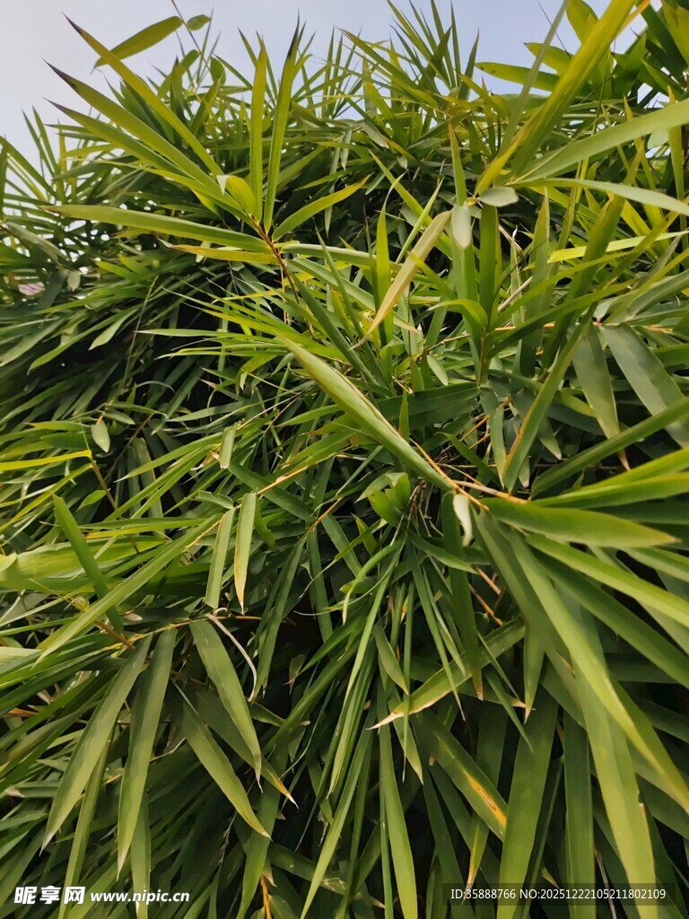 翠绿繁茂的热带植物景观
