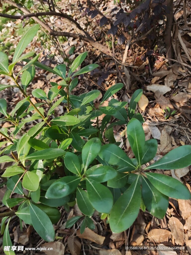 绿叶间的红色小果实