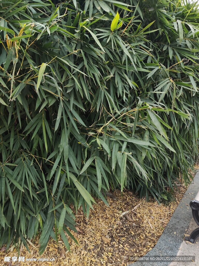 翠绿繁茂的植物景观