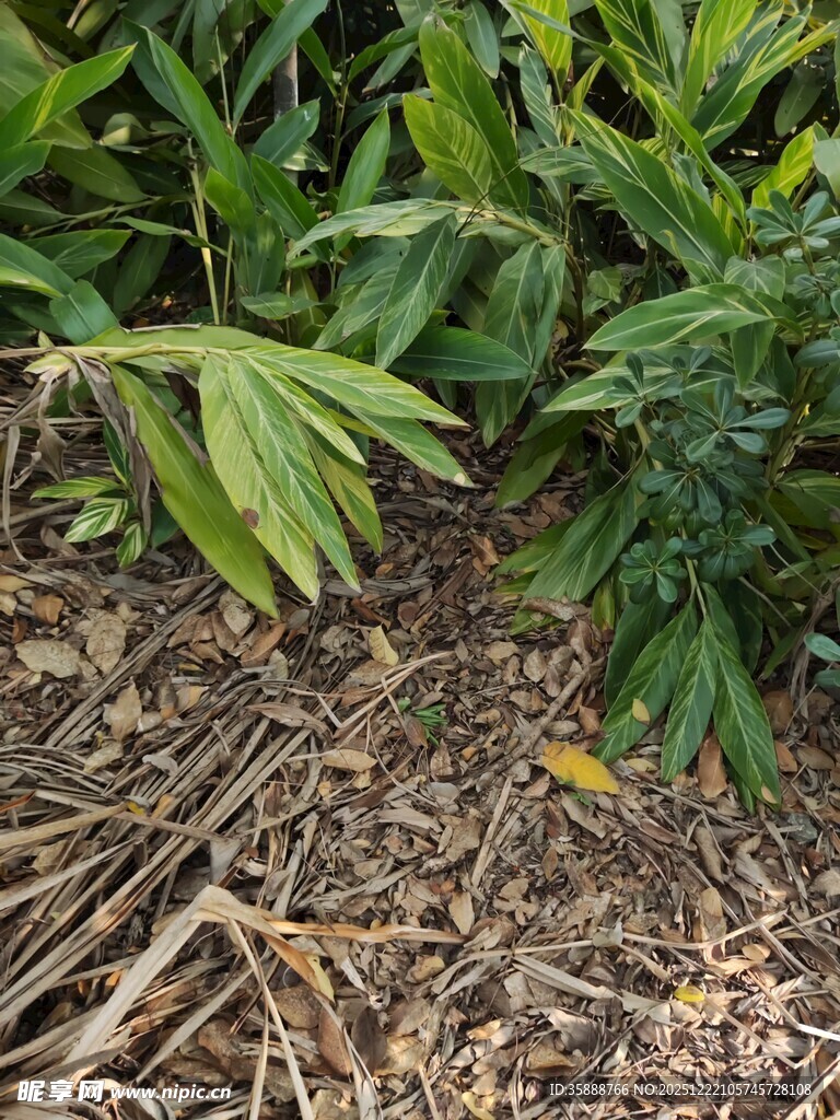地面绿植与枯枝景象