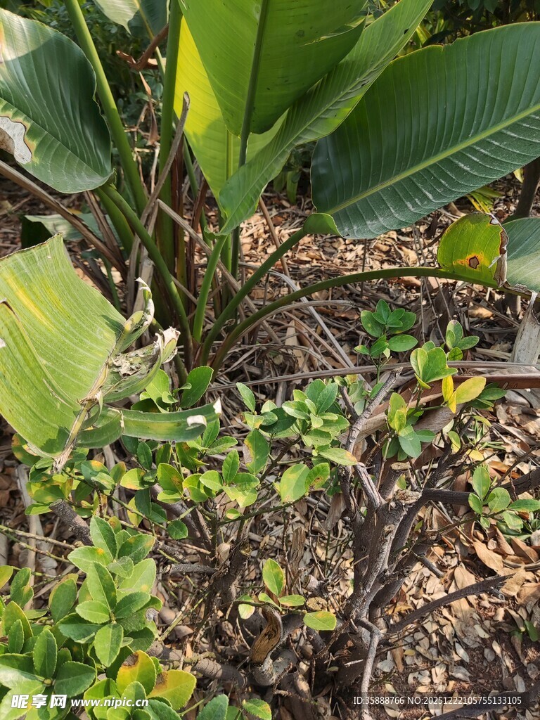 地面绿植与枝叶景观