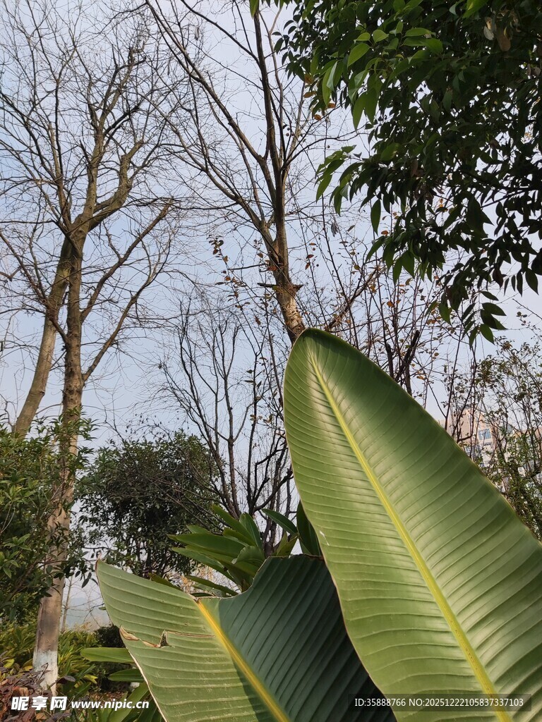 绿叶与树木的自然景致