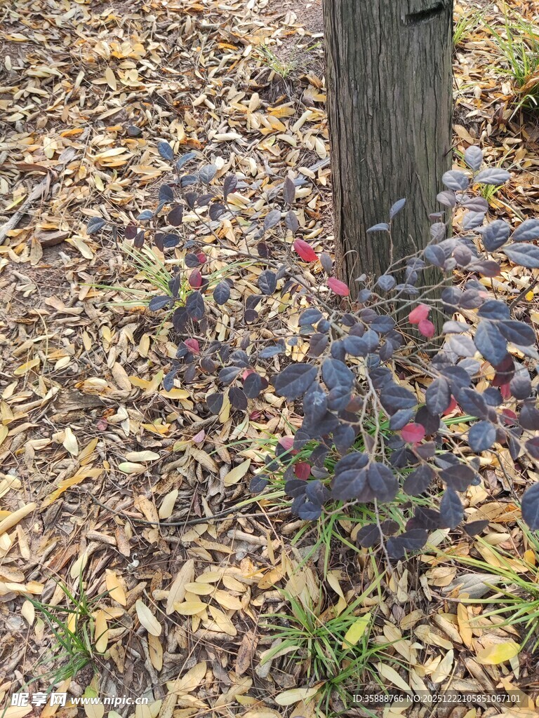 树下多彩植物与落叶景观